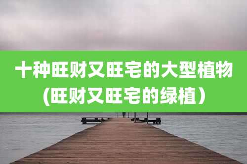 十种旺财又旺宅的大型植物(旺财又旺宅的绿植)