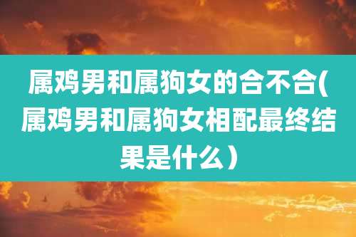 属鸡男和属狗女的合不合(属鸡男和属狗女相配最终结果是什么)