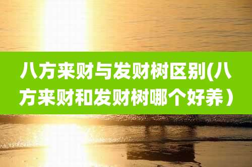 八方来财与发财树区别(八方来财和发财树哪个好养）