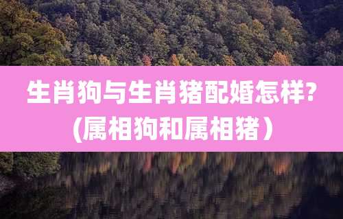 生肖狗与生肖猪配婚怎样?(属相狗和属相猪）