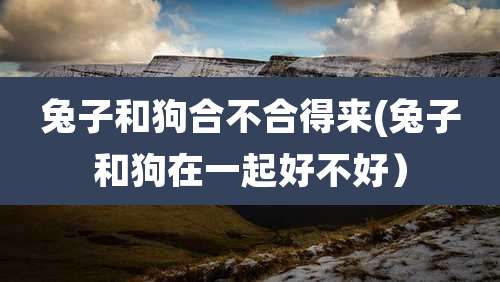 兔子和狗合不合得来(兔子和狗在一起好不好)