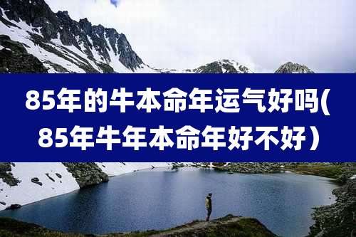 85年的牛本命年运气好吗(85年牛年本命年好不好)