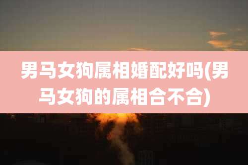 男马女狗属相婚配好吗(男马女狗的属相合不合)