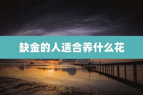 缺金的人适合养什么花