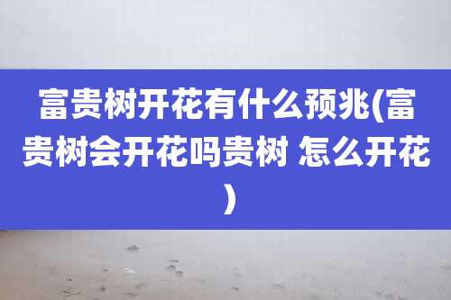 富贵树开花有什么预兆(富贵树会开花吗贵树 怎么开花）