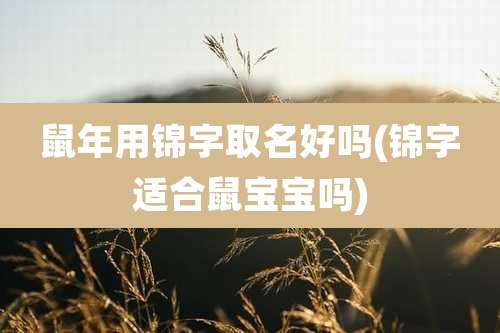 鼠年用锦字取名好吗(锦字适合鼠宝宝吗)