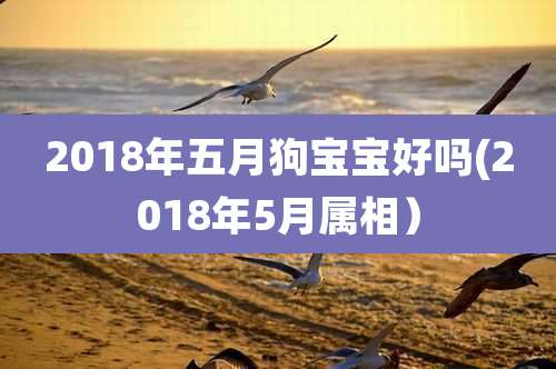2018年五月狗宝宝好吗(2018年5月属相)