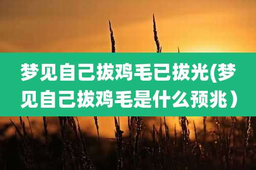 梦见自己拔鸡毛已拔光(梦见自己拔鸡毛是什么预兆）