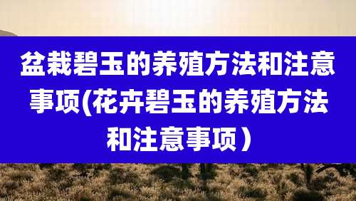 盆栽碧玉的养殖方法和注意事项(花卉碧玉的养殖方法和注意事项)