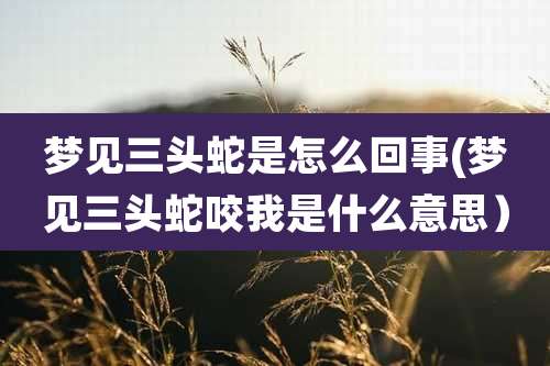 梦见三头蛇是怎么回事(梦见三头蛇咬我是什么意思)