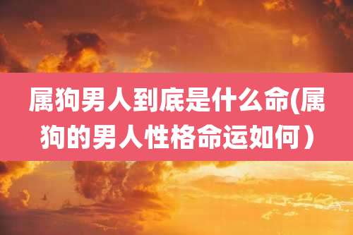 属狗男人到底是什么命(属狗的男人性格命运如何)
