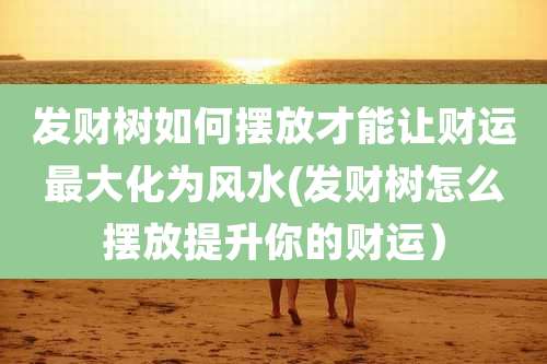 发财树如何摆放才能让财运最大化为风水(发财树怎么摆放提升你的财运)