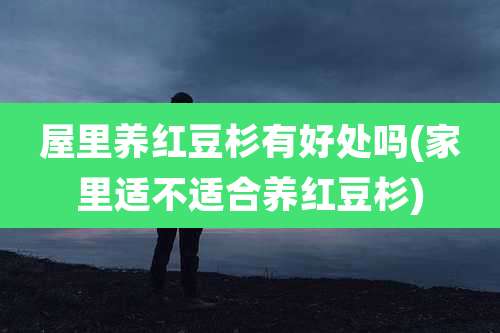 屋里养红豆杉有好处吗(家里适不适合养红豆杉)
