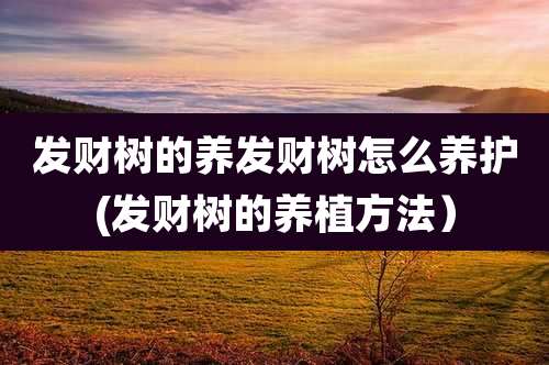 发财树的养发财树怎么养护(发财树的养植方法）
