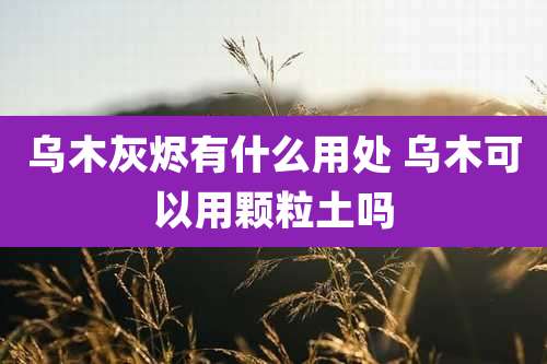 乌木灰烬有什么用处 乌木可以用颗粒土吗