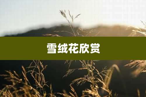 雪绒花欣赏