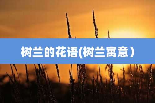 树兰的花语(树兰寓意)