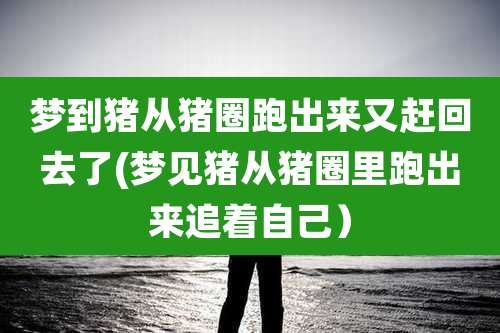梦到猪从猪圈跑出来又赶回去了(梦见猪从猪圈里跑出来追着自己)