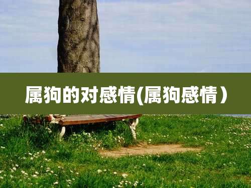 属狗的对感情(属狗感情)