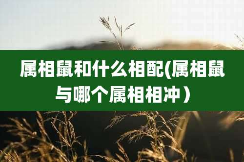 属相鼠和什么相配(属相鼠与哪个属相相冲）