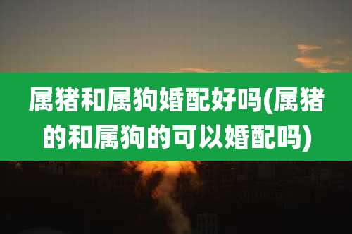 属猪和属狗婚配好吗(属猪的和属狗的可以婚配吗)