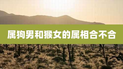 属狗男和猴女的属相合不合