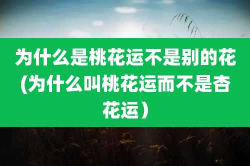 为什么是桃花运不是别的花(为什么叫桃花运而不是杏花运)