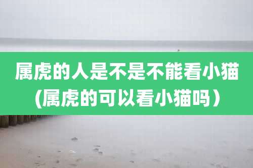 属虎的人是不是不能看小猫(属虎的可以看小猫吗)