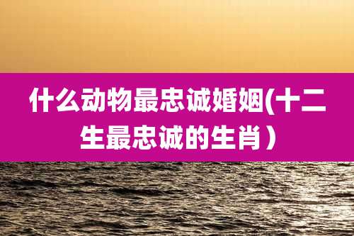 什么动物最忠诚婚姻(十二生最忠诚的生肖）