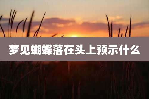 梦见蝴蝶落在头上预示什么