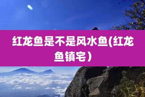 红龙鱼是不是风水鱼(红龙鱼镇宅）