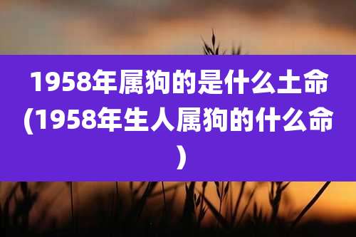 1958年属狗的是什么土命(1958年生人属狗的什么命）