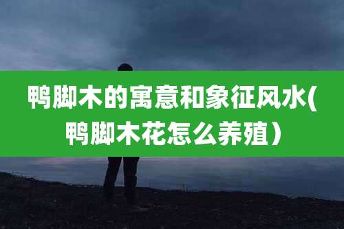 鸭脚木的寓意和象征风水(鸭脚木花怎么养殖）