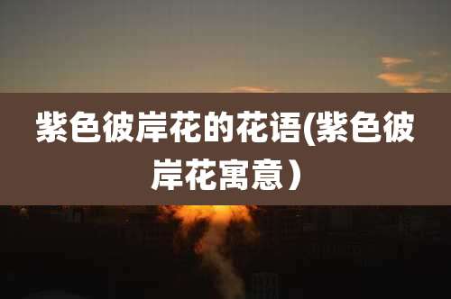 紫色彼岸花的花语(紫色彼岸花寓意)