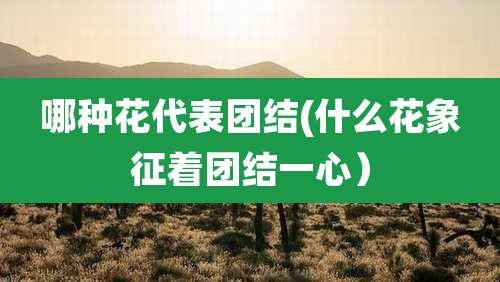 哪种花代表团结(什么花象征着团结一心）