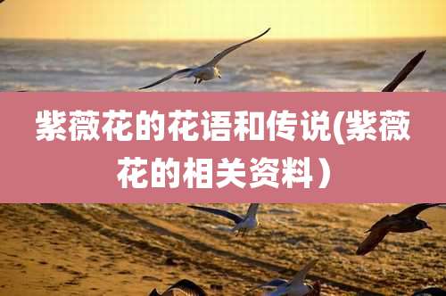 紫薇花的花语和传说(紫薇花的相关资料)