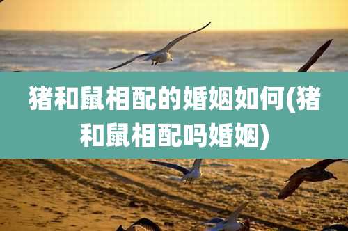 猪和鼠相配的婚姻如何(猪和鼠相配吗婚姻)