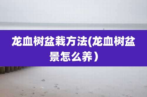 龙血树盆栽方法(龙血树盆景怎么养）