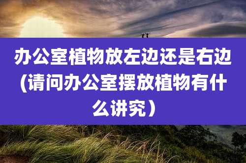 办公室植物放左边还是右边(请问办公室摆放植物有什么讲究)