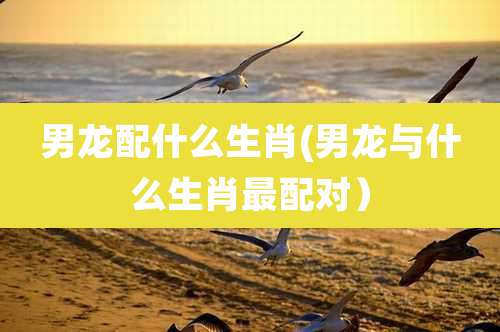 男龙配什么生肖(男龙与什么生肖最配对)