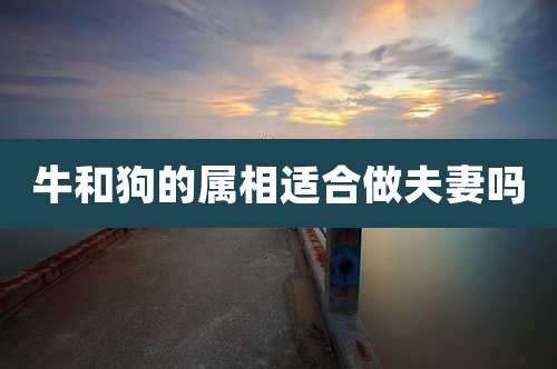 牛和狗的属相适合做夫妻吗