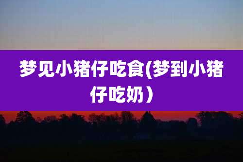梦见小猪仔吃食(梦到小猪仔吃奶)