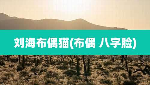 刘海布偶猫(布偶 八字脸)