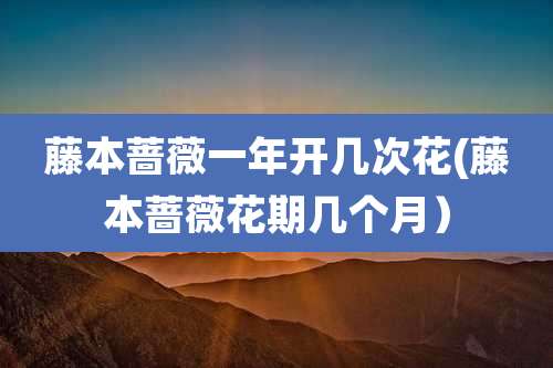藤本蔷薇一年开几次花(藤本蔷薇花期几个月)