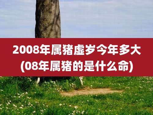 2008年属猪虚岁今年多大(08年属猪的是什么命)
