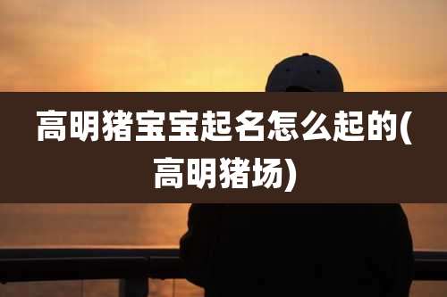 高明猪宝宝起名怎么起的(高明猪场)