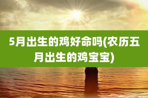5月出生的鸡好命吗(农历五月出生的鸡宝宝)