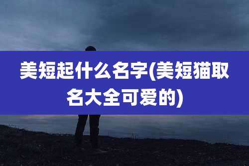 美短起什么名字(美短猫取名大全可爱的)
