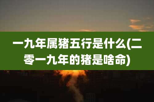 一九年属猪五行是什么(二零一九年的猪是啥命)