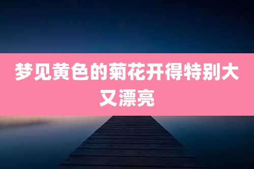 梦见黄色的菊花开得特别大又漂亮